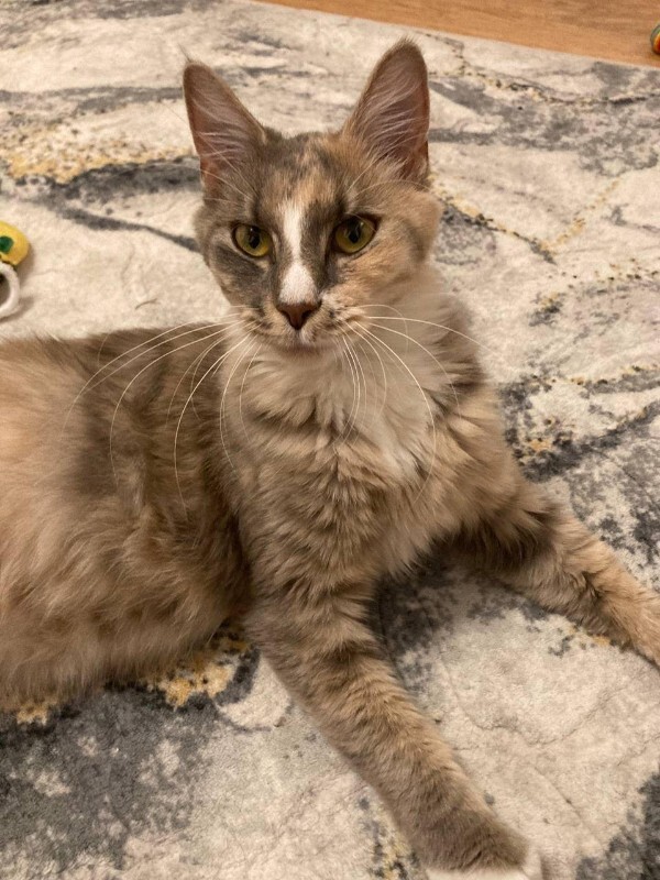 Picture of the Animal Listed
